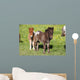 Shetlandpony