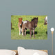 Shetlandpony