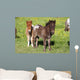 Shetlandpony