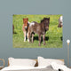 Shetlandpony