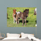 Shetlandpony