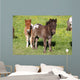 Shetlandpony