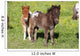 Shetlandpony