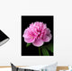 Peony (Paeonia lactiflora) Wall Mural