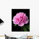 Peony (Paeonia lactiflora) Wall Mural