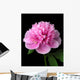 Peony (Paeonia lactiflora) Wall Mural