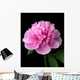 Peony (Paeonia lactiflora) Wall Mural