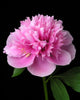 Peony (Paeonia lactiflora) Wall Mural