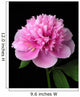 Peony (Paeonia lactiflora) Wall Mural