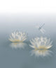 Water Lily Background Wall Mural