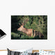 Red Deer Wall Mural