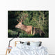 Red Deer Wall Mural