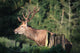 Red Deer Wall Mural
