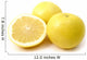 Yellow Grapefruit Wall Decal