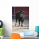 Fighting bull Wall Mural