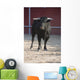 Fighting bull Wall Mural