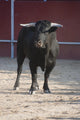 Fighting bull Wall Mural