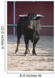 Fighting bull Wall Mural