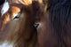 Chevaux