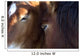 Chevaux