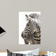 Zebra 001