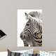 Zebra 001