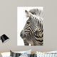 Zebra 001