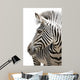 Zebra 001