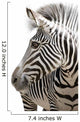 Zebra 001