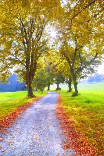 Autumn Nature Wall Decal