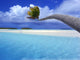 Bending Palm Wall Decal