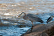 Great Blue Heron Fishing Wall Mural
