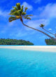 Aitutaki Palm Wall Decal