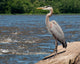 Great Blue Heron Boulder
