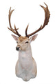 12 Point Fallow Stag Wall Decal