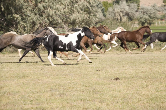 Horses Running Wall Mural