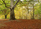 Bosque Urbasa En Otono Wall Decal
