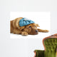 Sick Dog