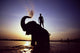 Bath of the Elephant Wall Mural
