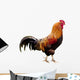 Rooster isolated Wall Decal