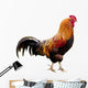 Rooster isolated Wall Decal