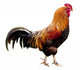 Rooster isolated Wall Decal