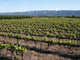 Vignoble Wall Decal