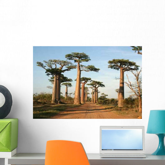 Allee Des Baobabs Wall Mural