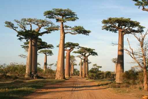 Allee Des Baobabs Wall Mural