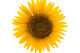 Sunflower Wall Mural