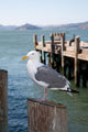 Seagull Standing Pole