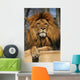 posiereder Lion Wall Mural