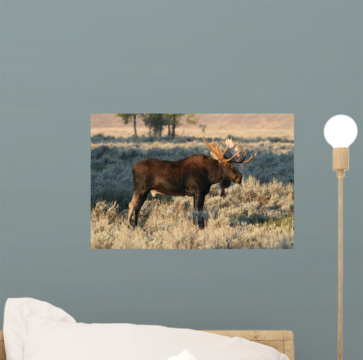 Bull Moose