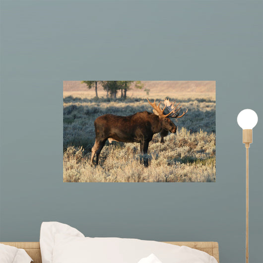 Bull Moose
